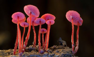 ‘Fungi: Web of Life’ film sees Björk and Merlin Sheldrake explore a magical world