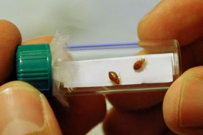 Bedbugs May Have Been Brought To England By Romans, Claims Report