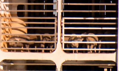 Live export ship to remain in WA with 15,000 livestock after regulator blocks voyage to Israel