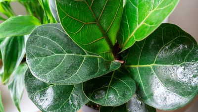 What causes fiddle leaf fig brown spots and how do you prevent them? Gardeners weigh in