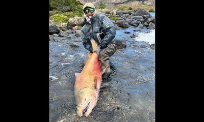 ‘Absolute beast’ of a king salmon landed from shore in Argentina