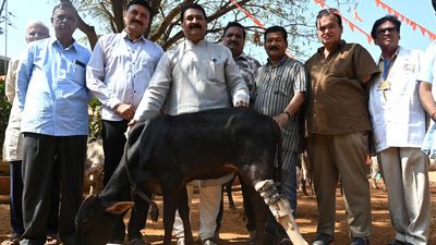 Calf gets artificial limb at Mahaveer Limb Centre in Hubballi