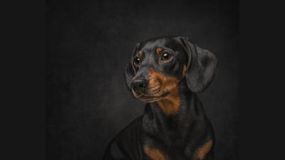 A portrait of a Miniature Dachshund takes top spot in dog photography competition