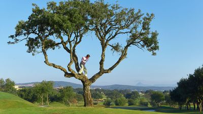 Escaping From The Trees... 3 Top Tips That All Golfers Need