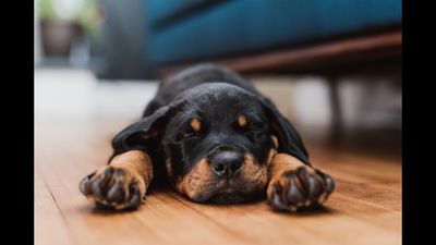 How to tire out a puppy