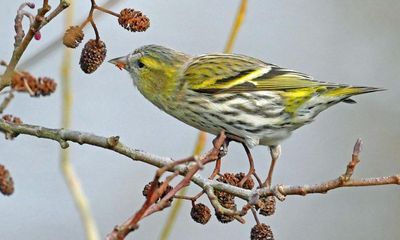 Country diary: The creaking song of the siskin unfurls in the cold air