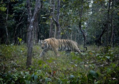 India's Tigers Climb High As Climate, Human Pressure Rises