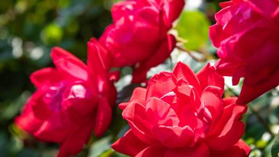 When and how to prune Knock Out roses – know the signs that the time is right