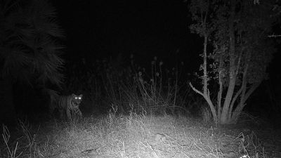 Lone tiger walks back to its natural habitat of Papikonda National Park with good health