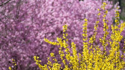 How to grow forsythia – the hardy shrub that will reward you with a bounty of golden blooms