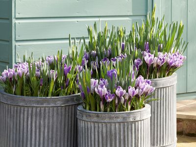 7 Best Flowers to Add to Your Backyard in February for a Colorful Segue into Spring