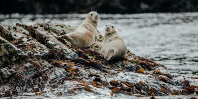 Manx Wildlife Trust seeks volunteers as seal sitters for conservation work