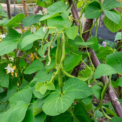 When to sow runner beans in time for an abundant harvest this summer