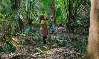 Brazil’s nut-breakers refuse to crack as their precious palms are threatened