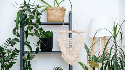 Indoor plant shelf ideas – expert tips for styling your houseplants