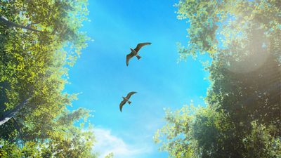 Birding Simulator could be the birdwatching game I didn't know I needed - if it's still in development