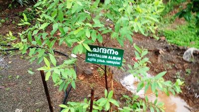 Budget announcement to promote sandalwood cultivation offers new hopes to farmers