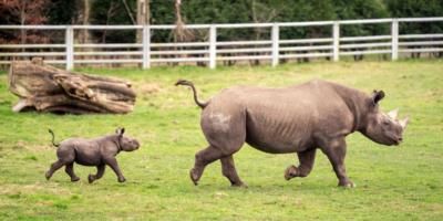Rare black rhino calf born at Yorkshire Wildlife Park