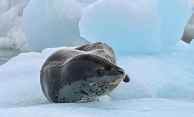 Scientists Study Levels Of Toxic Mercury In Antarctic Seals, Whales