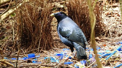 Clear milk bottle lids a win for obsessive bowerbirds