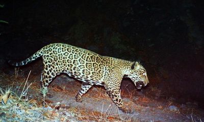 ‘I was thrilled and shocked’: images raise hopes of return of wild jaguars to the US