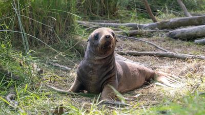 Adventurous sea lion gives birth up NZ river
