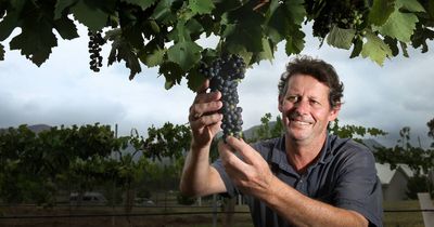 Winemakers say '24 Hunter Valley vintage looking strong