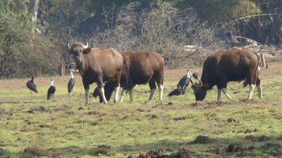 Tadoba-Kawal conservation reserve approved by SBWL