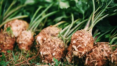 How to grow celeriac – what I learnt from growing the root crop for restaurants