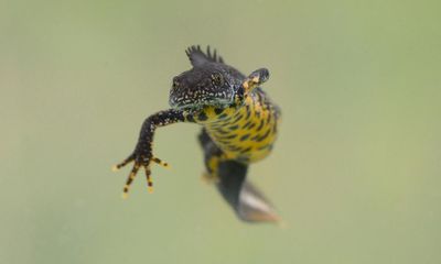 Specieswatch: Great crested newts wait to spring forth for mating season