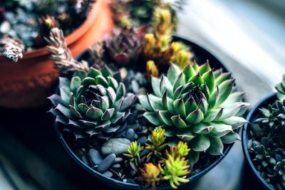 5 Common Succulent Care Mistakes you Might be Making When Tending to Your Houseplants