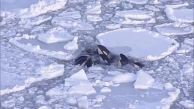 Pod of Killer Whales Escapes Drift Ice in Japan