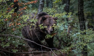 Animal rights groups decry ‘brutal’ killing of bear by Italian forestry police