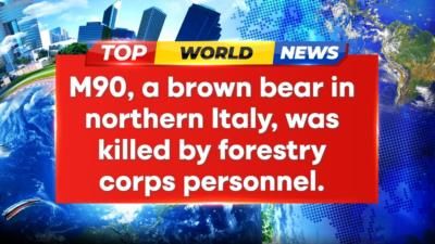 Controversy Surrounds Killing of Dangerous Brown Bear in Italy