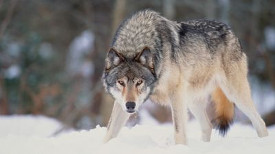 Watch mesmerizing footage of gray wolf running in the snow captured by Colorado rancher