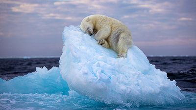 Polar bear in a peaceful slumber wins Wildlife Photographer of the Year People's Choice award