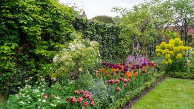 The best low-maintenance hedge plants – 9 picks for backyard boundaries