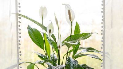 How to care for a peace lily — 7 simple tips for healthy houseplants