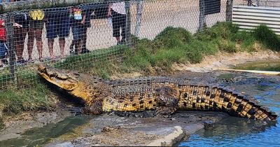 'Amazing': the massive crocodile coming to Port Stephens