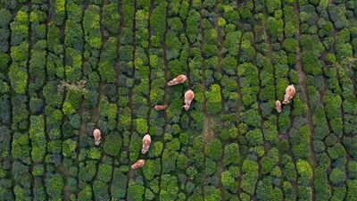 Listen to these stories of human-wildlife coexistence
