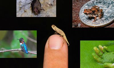 Who’s the smallest of them all? Meet the world’s amazing tiniest creatures