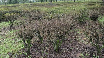 Death of a worker at Bengal’s Alipurduar tea garden sparks allegation of starvation