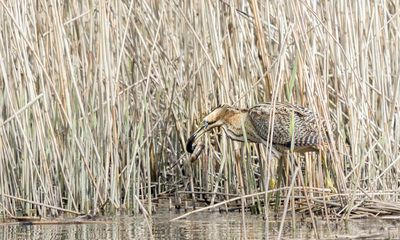 Country diary: Somewhere in the stillness, a bittern lurks