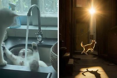 40 Funny And Cute Cats That Might Heal Your Depression, As Shared On This Instagram Page