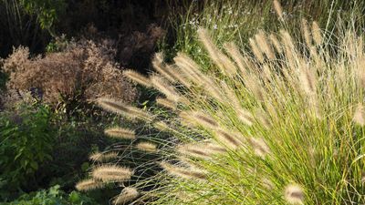 How and when to cut back fountain grass – will you do it in fall or spring?