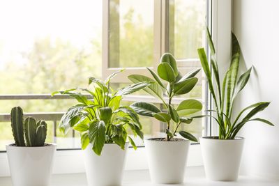These 6 Dust-Busting Houseplants Could Reduce the Need for Your Most Dreaded Chore