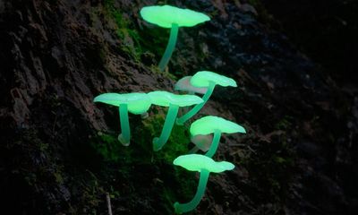 Fungi: Web of Life review – Björk and Merlin Sheldrake guide trippy mushroom doc