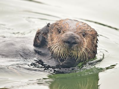 California sea otters nearly went extinct. Now they're rescuing their coastal habitat