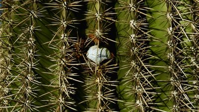 What Are Your Options If Your Ball Is Unplayable?