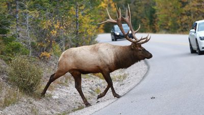 "It's Herd Day" – video captures massive elk traffic jam on Colorado highway